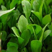 arugula_benefits