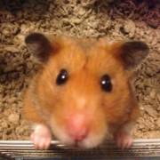 Hamsterical