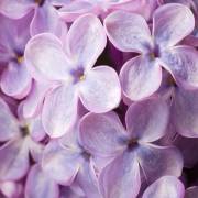 Lilas